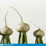 Turnips-007