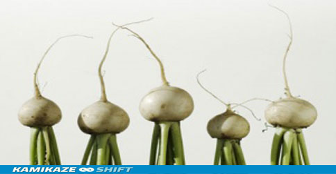 Turnips-007